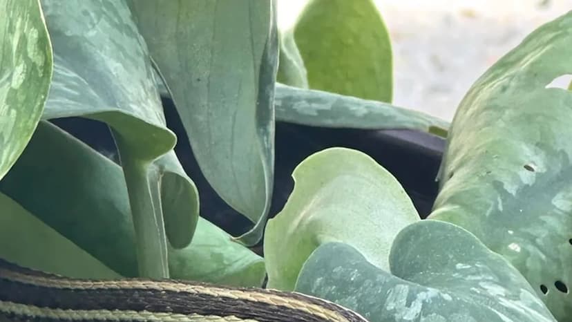 Gardener's Delight: Unexpected Reptile Visitor Spotted in Louisiana Garden