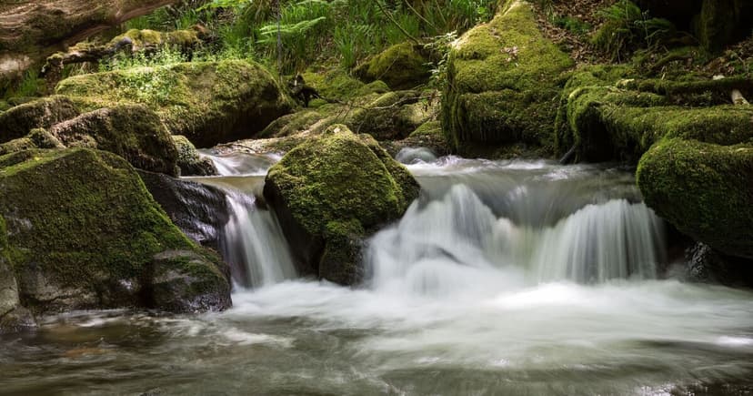 Golitha Falls: Cornwall's Enchanting Domesday-Era Woodland Captivates Visitors