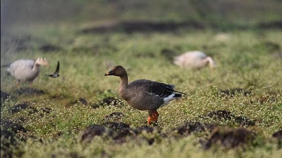 Flooded Wetlands Disrupt Maharashtra's Migratory Bird Census