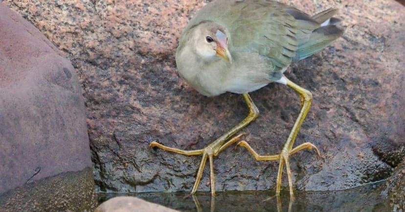 Rare Purple Gallinule Sighted in Michigan's Upper Peninsula
