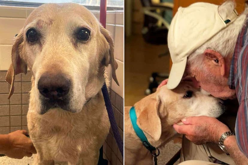 93-Year-Old's Ingenious Trick Reunites Him with Lost Dog