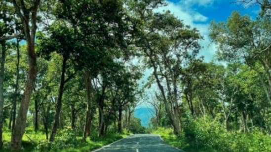 Karnataka Bans Late-Night Safaris to Protect Wildlife and Farmers