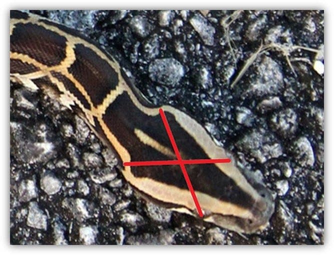 Burmese Pythons Devour Florida's Everglades: A Swamp Monster Invasion