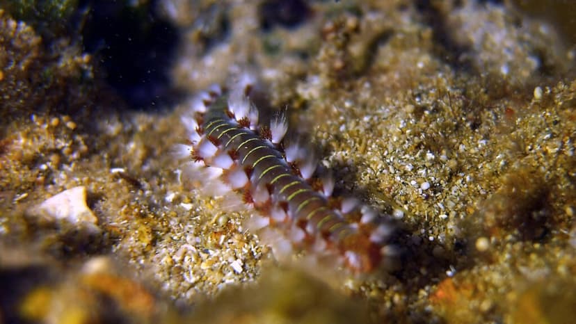 Warming Seas Fuel Invasive Species Surge, Threatening Marine Ecosystems