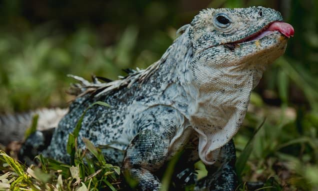 Extraordinary Species Face Extinction Crisis