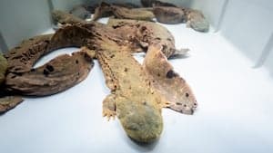 Endangered Salamanders Thrive in Ohio's Waterways
