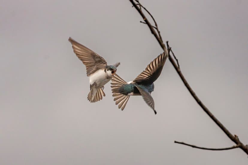 Tree Swallows Near U.S. Military Bases Carry Alarming Levels of Toxic 'Forever Chemicals'