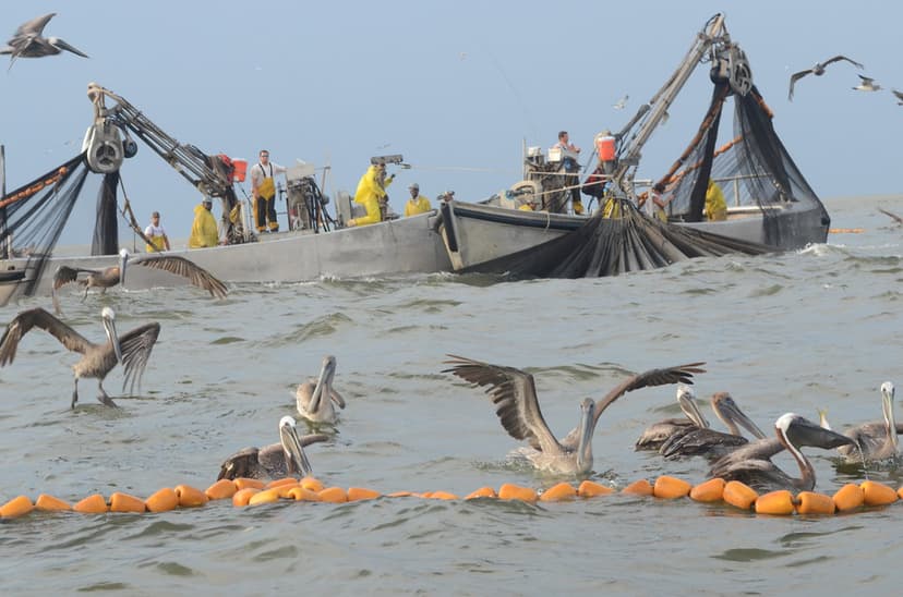 Louisiana Fisheries Commission Votes to Shrink Menhaden Buffer Zone