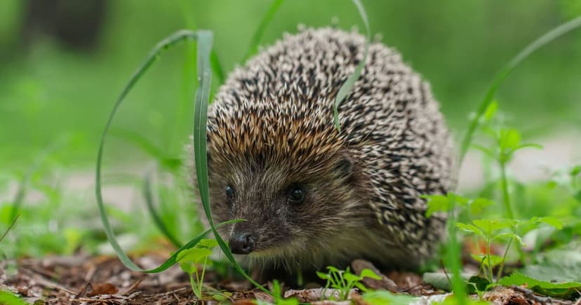 Hedgehog Decline Alarms UK: Fewer Than 900,000 Left in the Wild