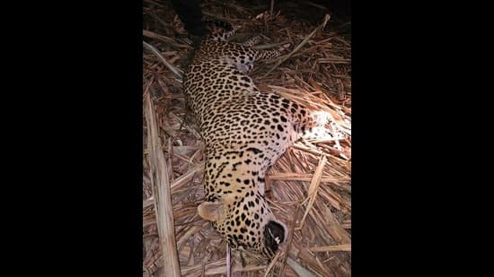 Deadly Leopard Rampage Ends in Dramatic Showdown