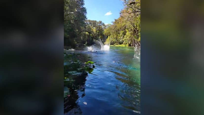 Monkeys Cannonball into Florida Waters, Kayaker Captures Hilarious Moment