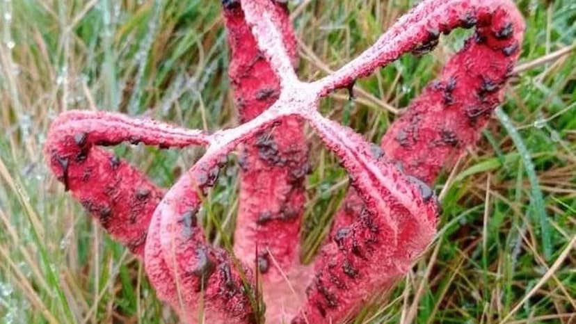Rare 'Devil's Fingers' Fungus Discovered in Dartmoor, Smells of Rotting Flesh