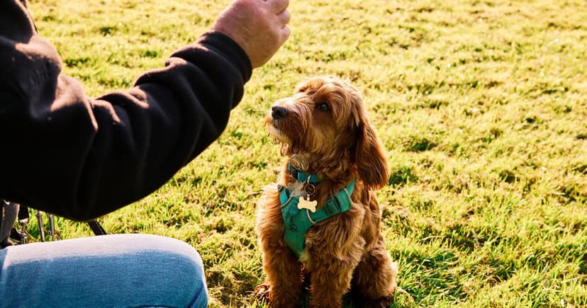 Vet's 6 Tricks to Slash Soaring Pet Care Costs in 2025