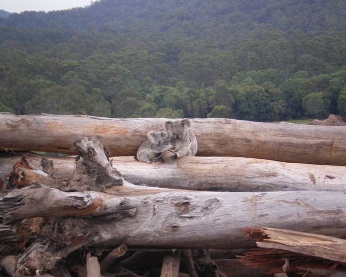 NSW Commits to Halt Logging in 176,000 Hectares, Protecting Koalas and Gliders
