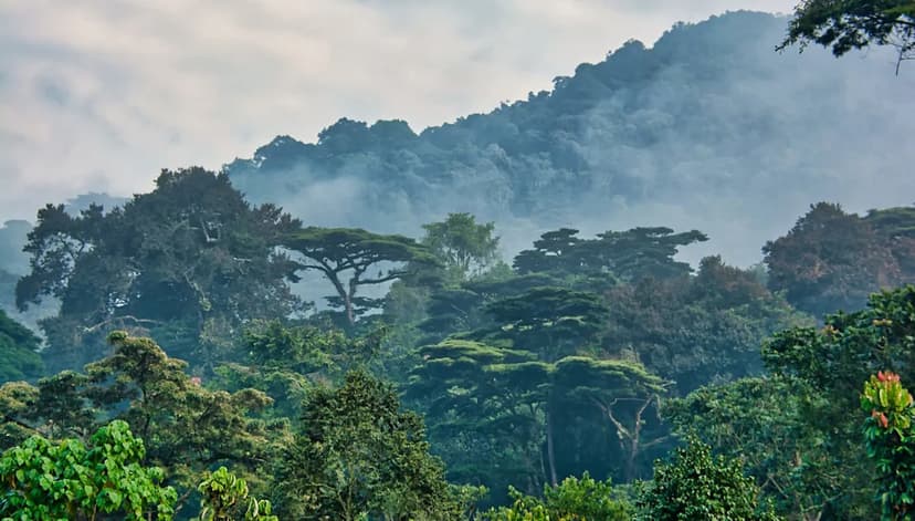 Gorilla Tourism Fuels Conservation and Local Prosperity in Uganda