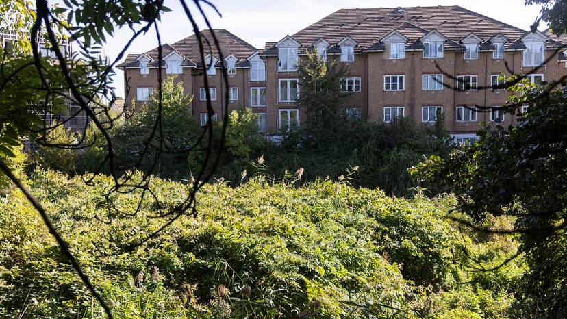 Charity Battles to Halt Relentless Knotweed Takeover of River Roding