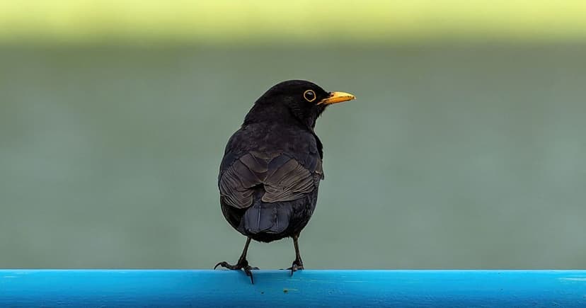 Gardening Expert Warns: Avoid Salty Snacks for Garden Birds