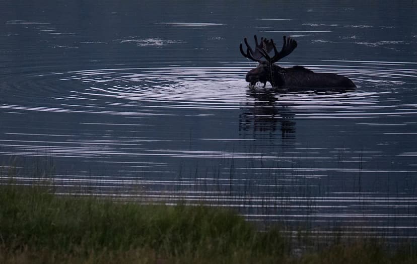 Colorado Woman Hospitalized After Moose Attack