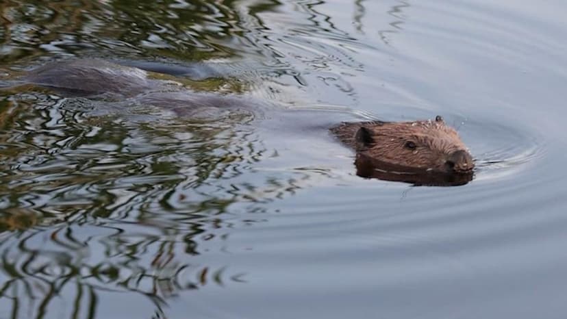 Beavers Gain Protected Status in Wales, Hailed as Natural Flood Defenders