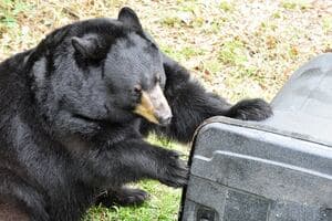 Florida Wildlife Warns Residents: Hungry Bears on the Move