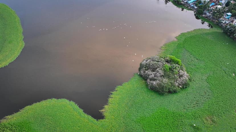 Suchindram Lake Chokes on Pollution and Encroachment, Imperiling Vital Wetland Ecosystem