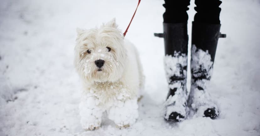RSPCA Warns Dog Owners of Deadly Winter Threat