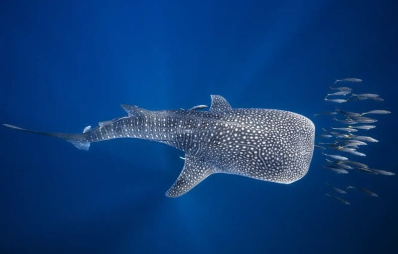 Beloved "Ofek" the Whale Shark Found Dead off Gaza Coast