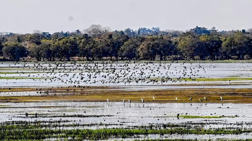 Conservationists Seek Ramsar Status for Assam's Thriving Wetlands