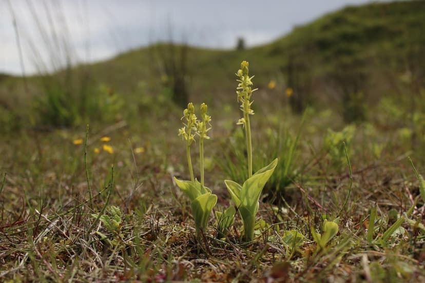Rare Fen Orchid Rescued from Brink of Extinction