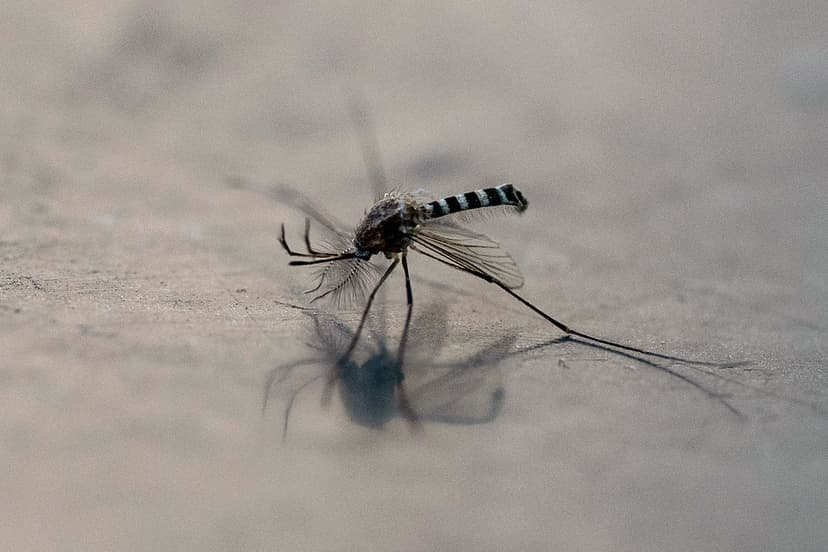 Invasive Mosquitoes Threaten UK's Public Health Amid Climate Change