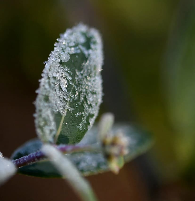 Frost-Free Fall: Middle Tennessee Enjoys Warmer-Than-Usual Autumn