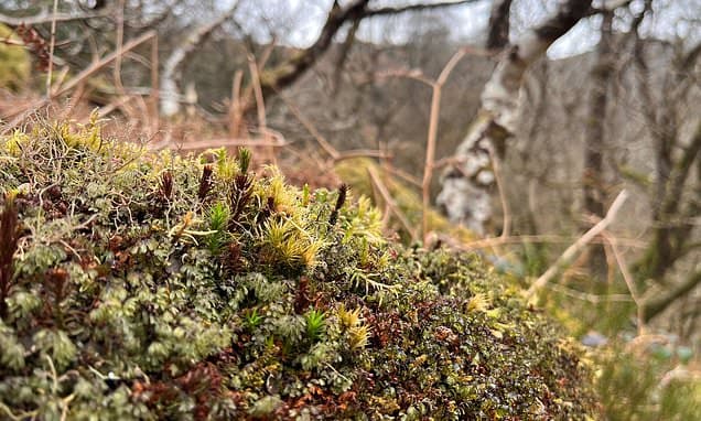 Scotland Secures £3M to Protect and Restore Temperate Rainforests