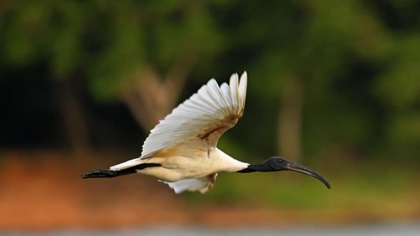 Retired Cop Rescues Stranded Ibis Chick in Gandhinagar Garden