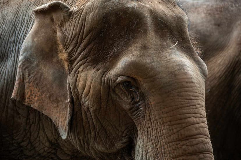 Logging Worker Killed in Brutal Elephant Attack in Malaysia