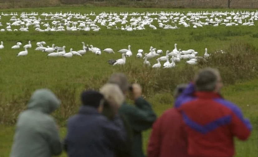 Thousands of Geese Flock to Vermont's Dead Creek Wildlife Area