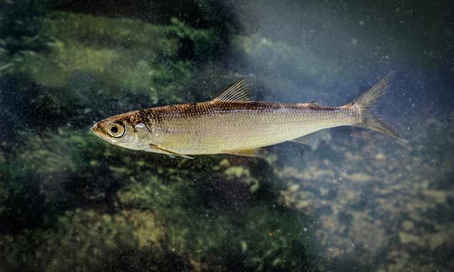 Rare Ice Age Fish Rebounds in Scottish Loch After Near-Extinction