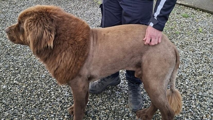 Newfoundland Pup's Haircut Causes Confusion in Ireland