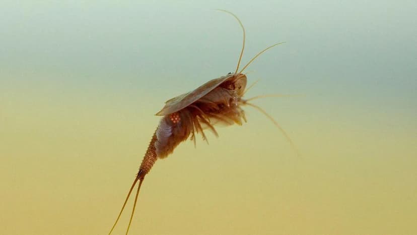 Rare Tadpole Shrimp Hatch in Scotland After 75-Year Absence