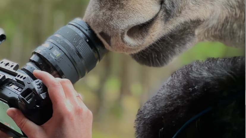 Filmmaker's Decade-Long Quest to Document Moose Comeback in Czech Republic
