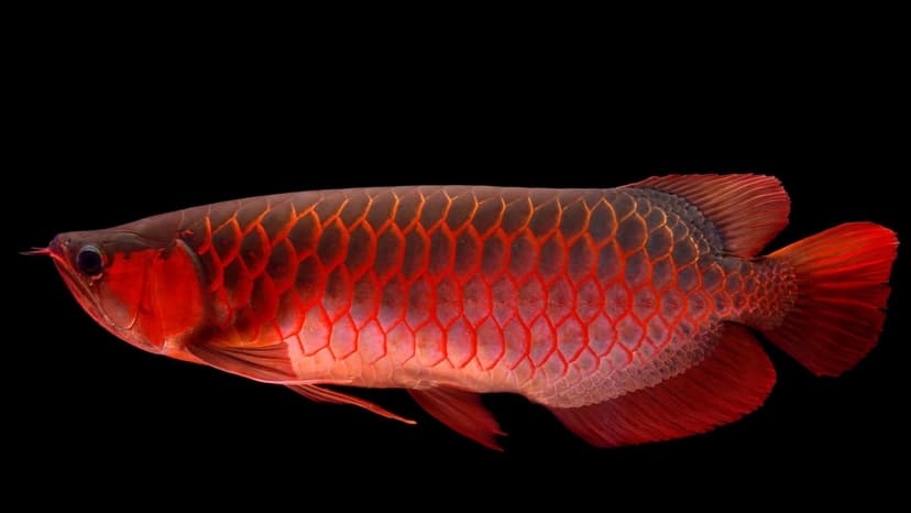 Rare Red Arowana Fish Sells for Jaw-Dropping $400,000