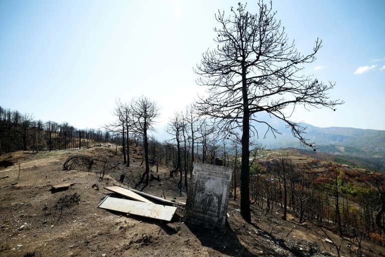 Albania Races to Revive Forests After Devastating Wildfires