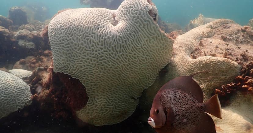 Coral Reefs Reach Unprecedented Climate Tipping Point