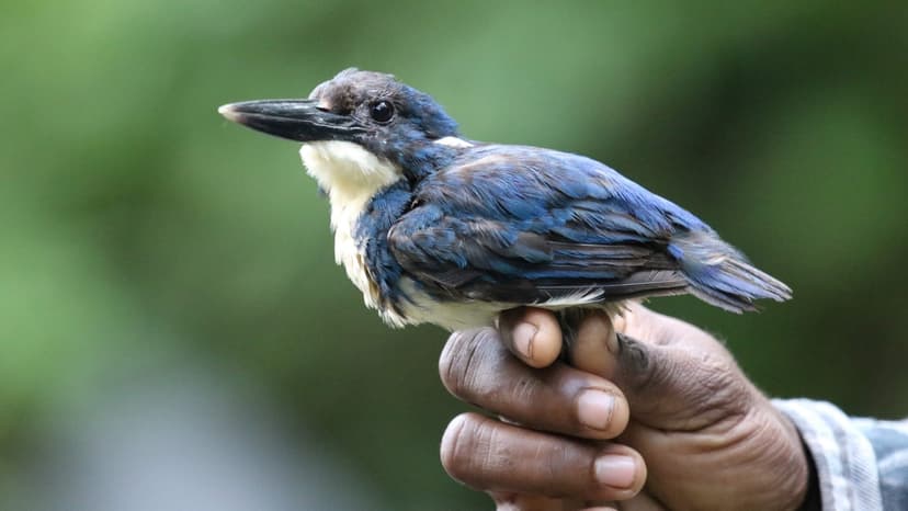 Lost Birds Return: 5 Species Rediscovered in 2025
