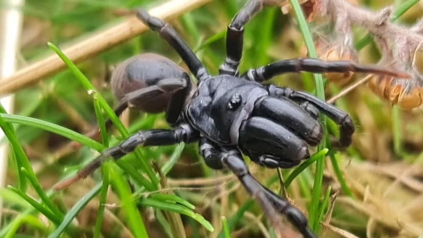 Rare "Mini-Tarantula" Spider Spotted at National Trust Site