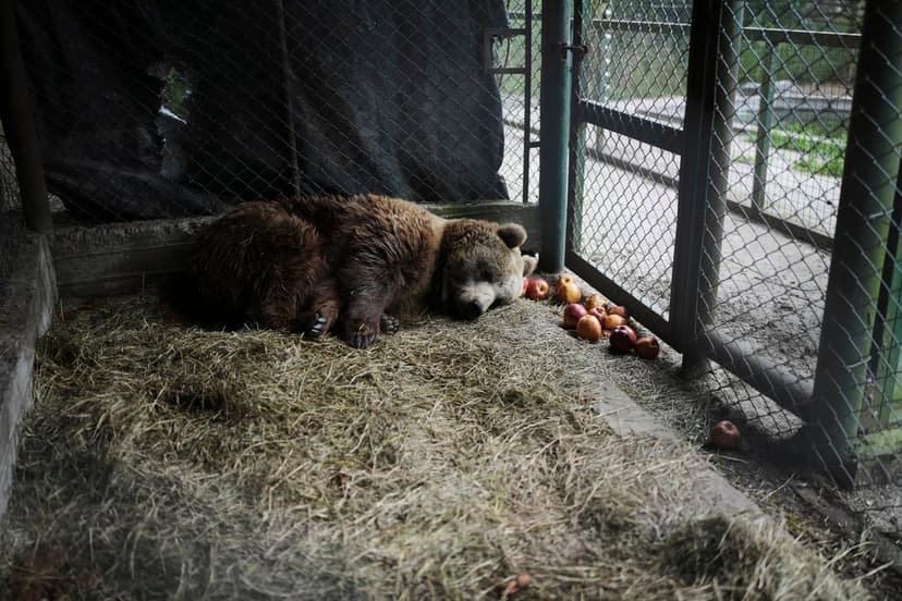 Rescued Big Cats Await New Homes After Dire Conditions at Shuttered Zoo
