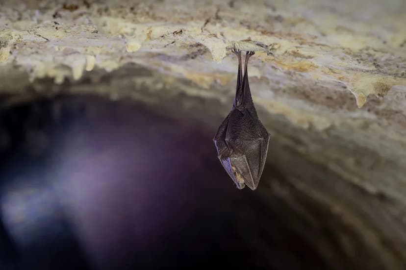 Daubenton's Bats Hibernate a Full Month Earlier as Winters Warm