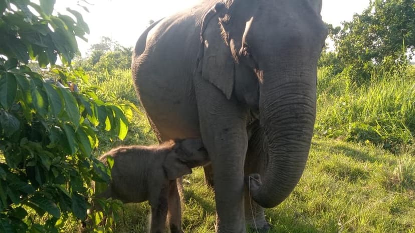 Assam Elephant Calf Named After Beloved Cultural Icon Zubeen Garg