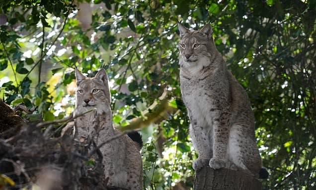 Wildwood Trust Unveils Lynx Enclosure, Paving Way for Reintroduction