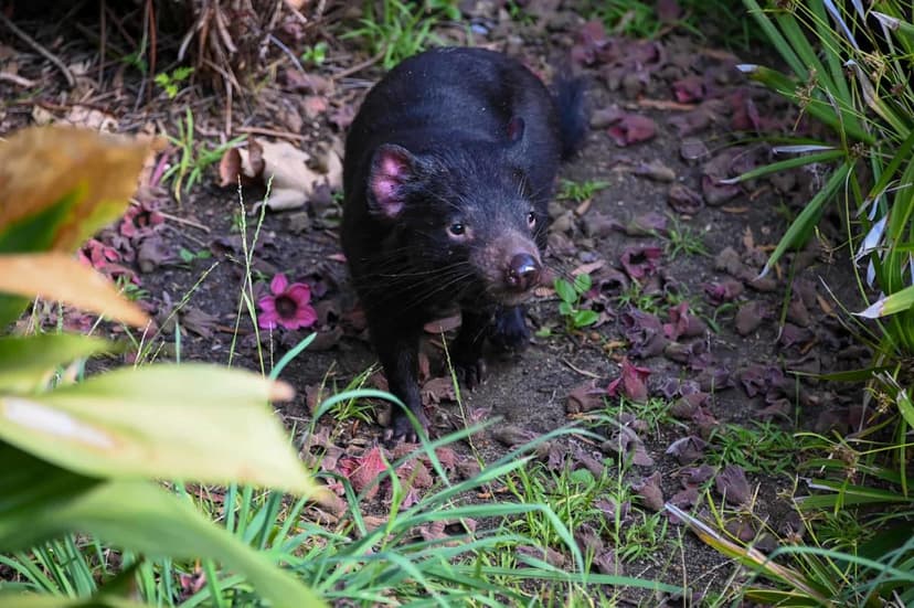 Tasmanian Devils Roar into LA Zoo After 5-Year Absence