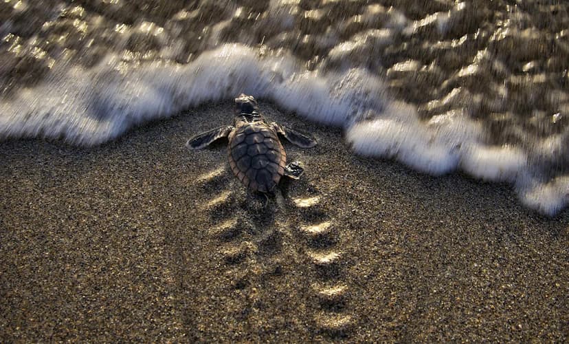 Sea Turtles Defy Odds, Shatter Nesting Records in Florida